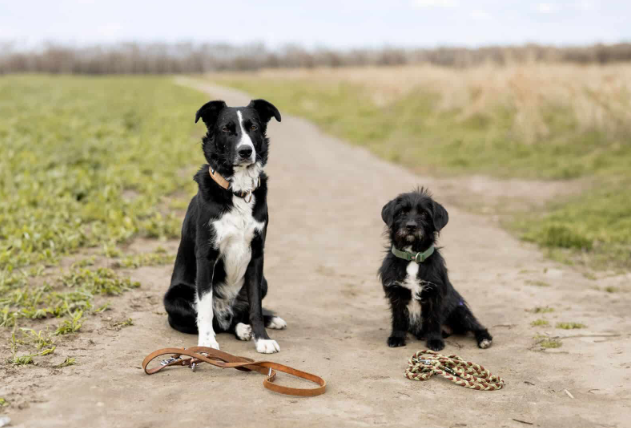 Tiere Zubehör und mehr
